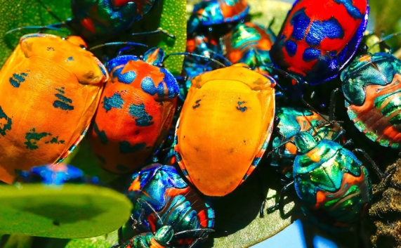Some bugs!
